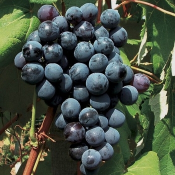 Vitis 'Campbell Early' 