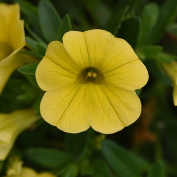 Calibrachoa MiniFamous® 'Uno Yellow'