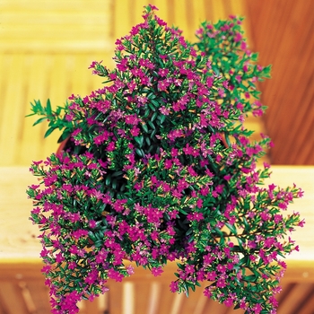 Cuphea hyssopifolia Purple