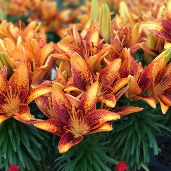 Lilium asiaticum Lily Looks 'Tiny Orange Sensation'