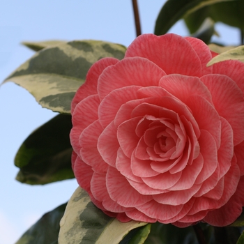 Camellia japonica 'Splendor'