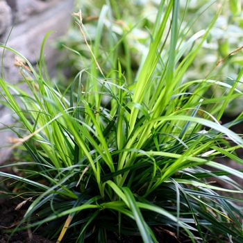 Carex oshimensis EverColor® 'Everdi'