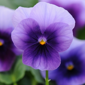 Viola cornuta 'Beaconsfield' 