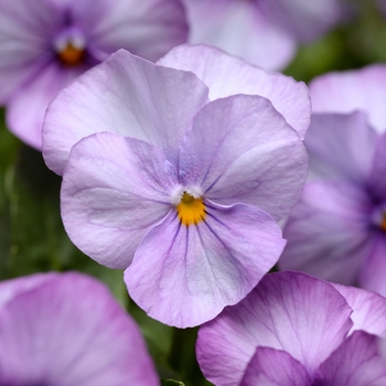 Viola cornuta Sorbet® XP 'Lavender Pink'