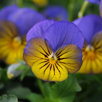 Viola cornuta 'Morpho' 