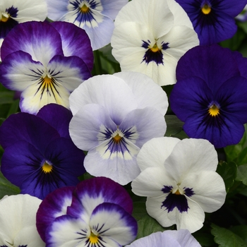 Viola cornuta Sorbet® XP 'Ocean Breeze Mixture'