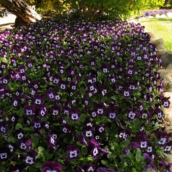 Viola cornuta 'Purple Face' 