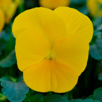 Viola cornuta 'Yellow' 
