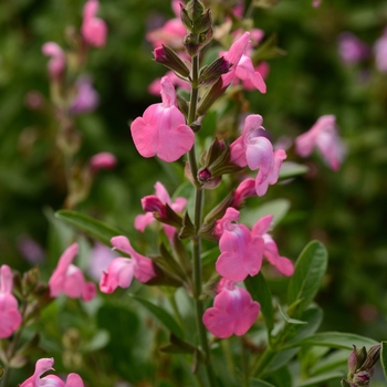 Salvia greggii Mirage™ 'Pink'