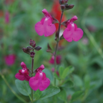 Salvia 'Orchid Glow'