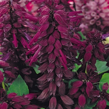 Salvia splendens Vista™ 'Purple'