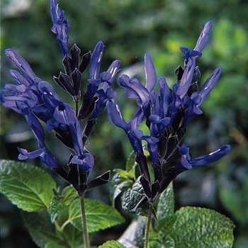 Salvia guaranitica 'Black & Blue' 