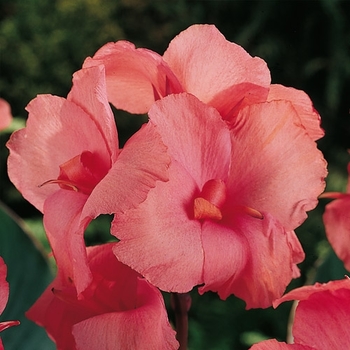 Canna x generalis 'Chinese Coral' 