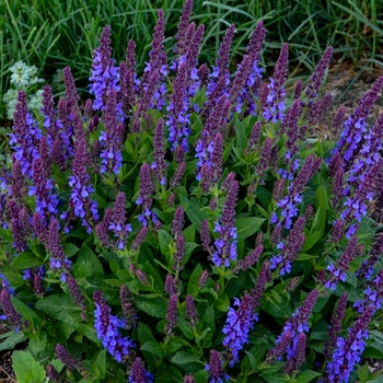 Salvia nemorosa 'Violet Profusion'