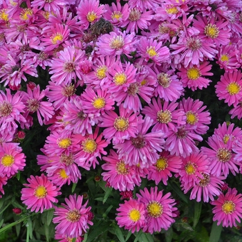 Aster 'Carmine Red' 