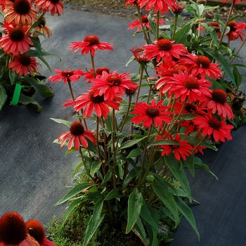 Echinacea Prima™ 'Ruby'