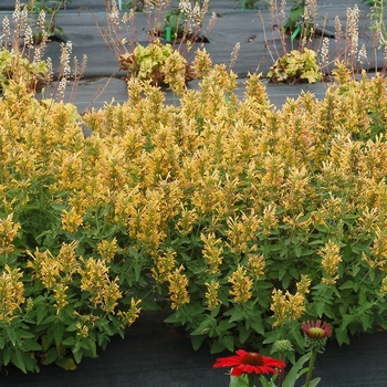 Agastache Poquito™ 'Butter Yellow'