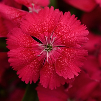 Dianthus chinensis x barbatus Floral Lace™ Cherry