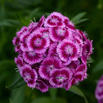 Dianthus barbatus Sweet™ 'Magenta Bicolor'