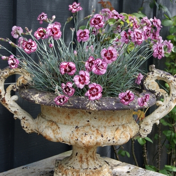 Dianthus Scent from Heaven™ 'Angel of Forgiveness'