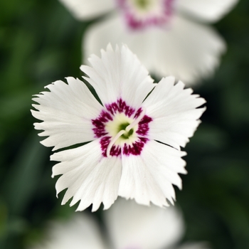 Dianthus 'White Twinkle' 
