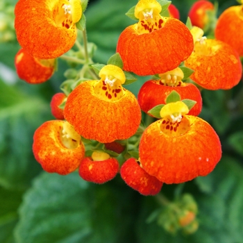 Calceolaria Calynopsis™ 'Orange'