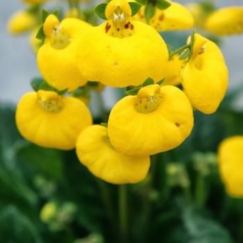 Calceolaria Calynopsis™ 'Yellow'