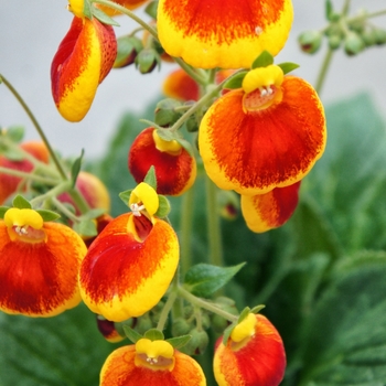 Calceolaria Calynopsis™ 'Yellow Red'