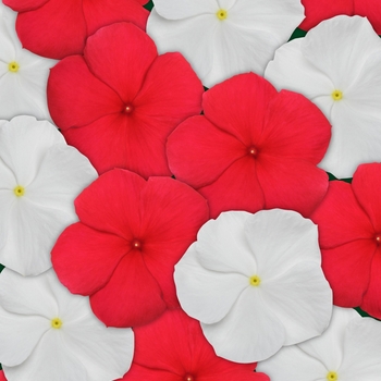 Catharanthus roseus Titan™ 'Red and White Mix'
