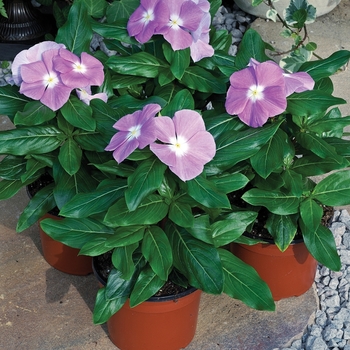 Catharanthus roseus Cora® 'Lavender'