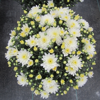 Chrysanthemum x morifolium Belgian® 'Aluga White'