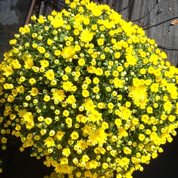Chrysanthemum x morifolium Belgian® 'Aluga Yellow'