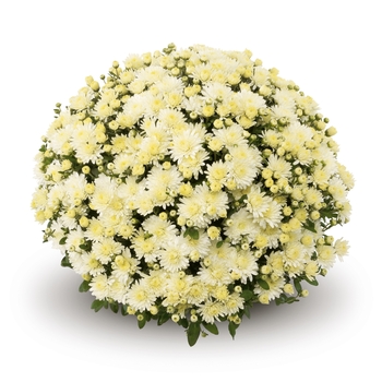 Chrysanthemum x morifolium Belgian® 'Amiko White'