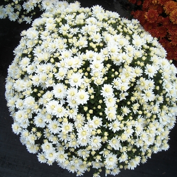 Chrysanthemum x morifolium Belgian® 'Aramis White'