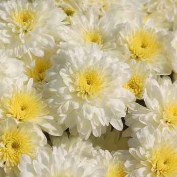 Chrysanthemum x morifolium 'Aspen White'