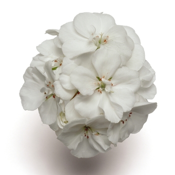 Pelargonium x hortorum Fantasia® White