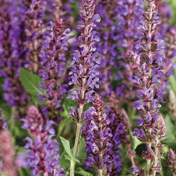 Salvia nemorosa Color Spires® 'Violet Riot'