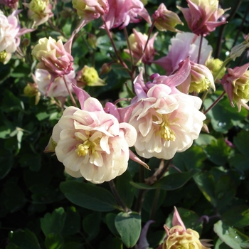 Aquilegia vulgaris Winky 'Double Rose & White'