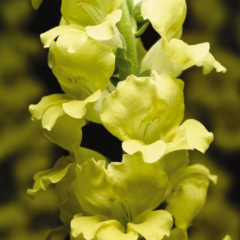 Antirrhinum majus 'Yellow' 