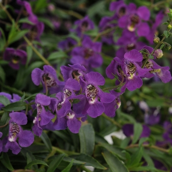 Angelonia angustifolia Angelmist® 'Spreading Dark Purple'