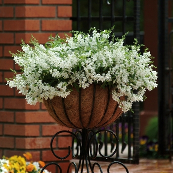 Angelonia angustifolia Angelmist® 'Spreading White'