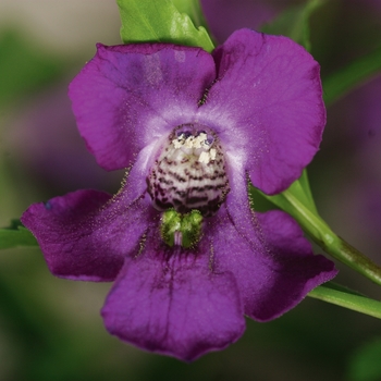 Angelonia angustifolia Carita™ Purple