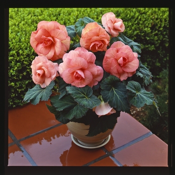 Begonia x tuberhybrida AmeriHybrid® 'Roseform Peach'