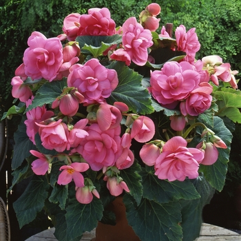 Begonia x tuberhybrida AmeriHybrid® 'Roseform Pink'