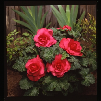 Begonia x tuberhybrida AmeriHybrid® 'Roseform Rose'