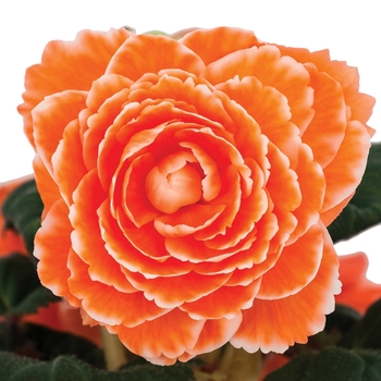 Begonia x tuberhybrida AmeriHybrid® 'Picotee Apricot Lace'
