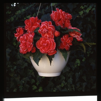 Begonia x tuberhybrida AmeriHybrid® 'Picotee Red Lace'