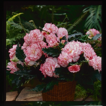 Begonia x tuberhybrida AmeriHybrid® 'Picotee White Pink'