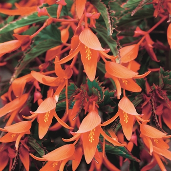 Begonia boliviensis Bonfire® 'Orange'
