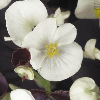 Begonia semperflorens Harmony 'White'